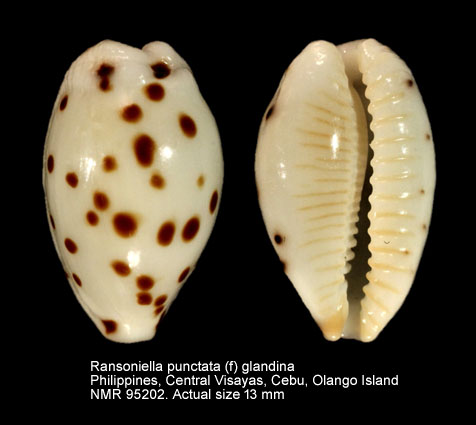 Ransoniella punctata (f) glandina.jpg - Ransoniella punctata (f) glandina Dolin,2007